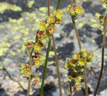 Image of littleleaf alumroot