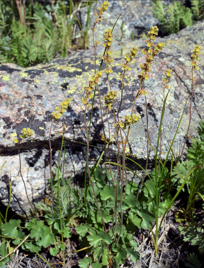 Image of littleleaf alumroot