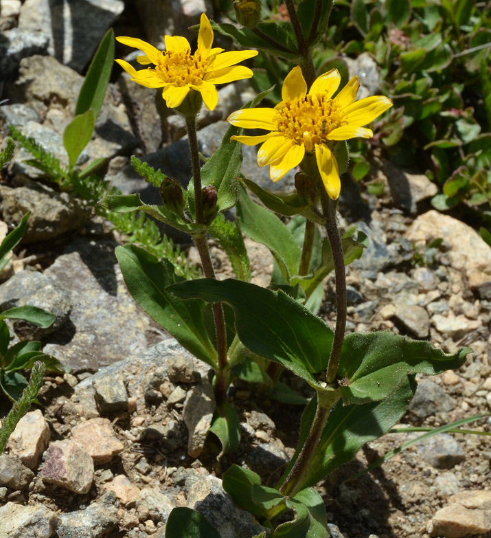 Слика од Arnica latifolia Bongard