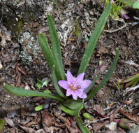 Image de Lewisia pygmaea (Gray) B. L. Rob.