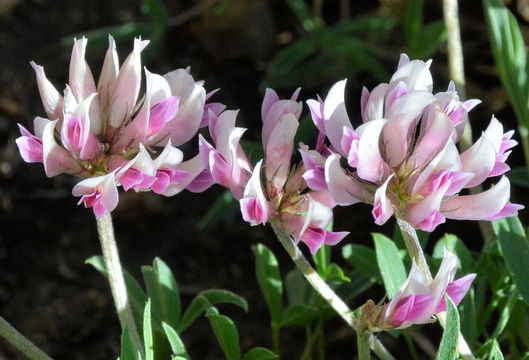 Image of Uinta Clover