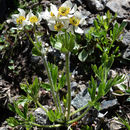 Imagem de <i>Anemone narcissiflora</i> var. <i>zephyra</i>