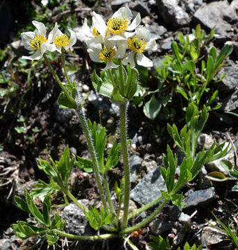 Image of <i>Anemone narcissiflora</i> var. <i>zephyra</i>