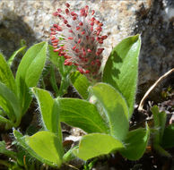 Salix petrophila Rydb. resmi