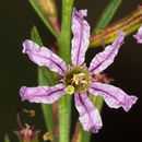 Plancia ëd Lythrum californicum Torr. & Gray