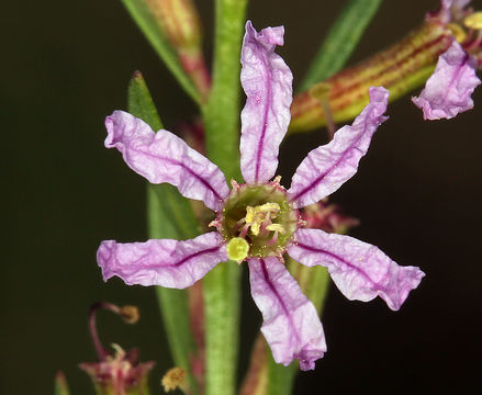 Image of California loosestrife