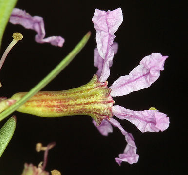 Plancia ëd Lythrum californicum Torr. & Gray