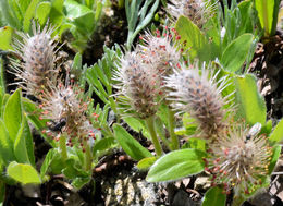 Image de Salix petrophila Rydb.