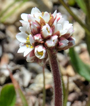 Image of Diamond-Leaf Pseudosaxifrage