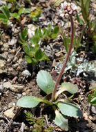 Image of Diamond-Leaf Pseudosaxifrage