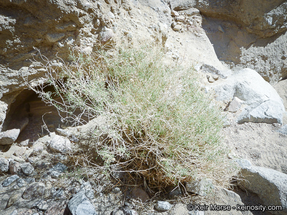 Image of bush arrowleaf