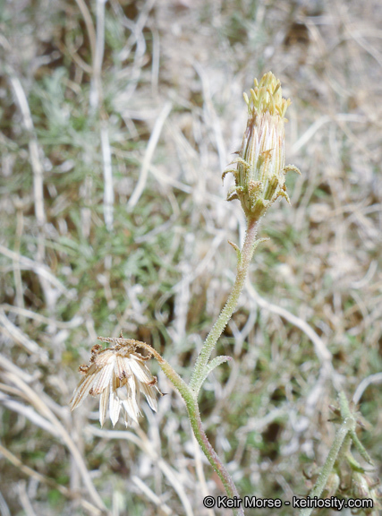 Plancia ëd Pleurocoronis pluriseta (A. Gray) R. King & H. Rob.