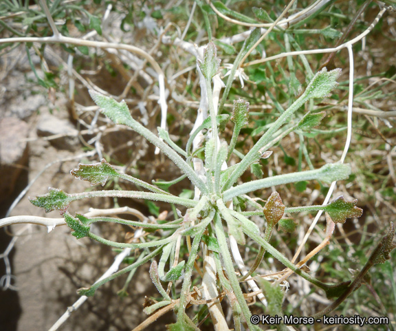 Image of bush arrowleaf