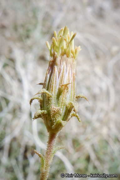 Image of bush arrowleaf