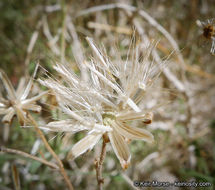 Image of bush arrowleaf