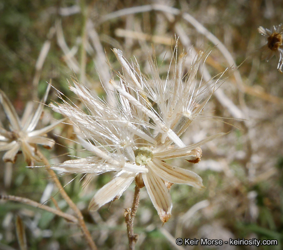 Plancia ëd Pleurocoronis pluriseta (A. Gray) R. King & H. Rob.