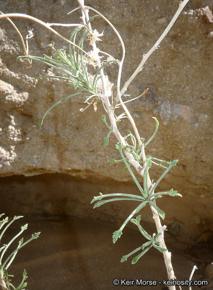 Image of bush arrowleaf