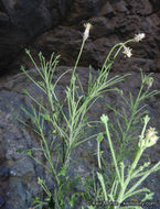 Image of bush arrowleaf