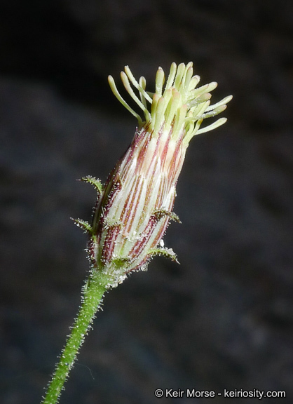 Image of bush arrowleaf