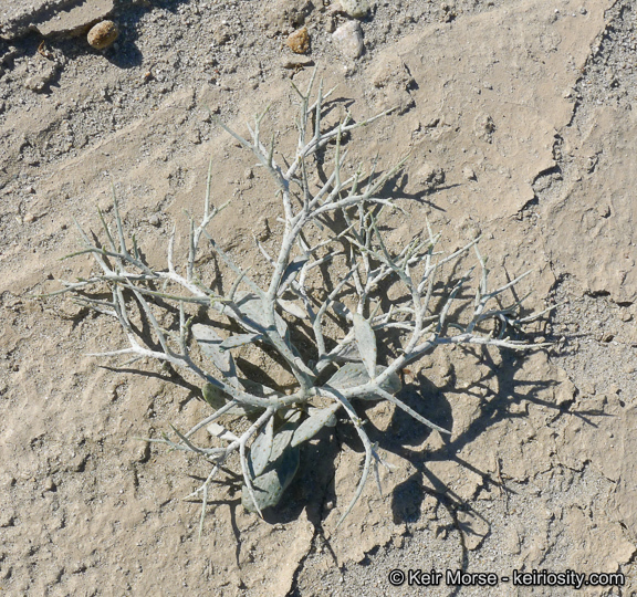 Sivun Psorothamnus spinosus (A. Gray) Barneby kuva