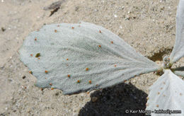 Sivun Psorothamnus spinosus (A. Gray) Barneby kuva