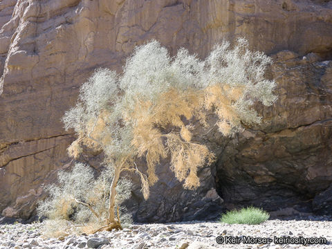 Sivun Psorothamnus spinosus (A. Gray) Barneby kuva