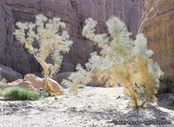 Sivun Psorothamnus spinosus (A. Gray) Barneby kuva