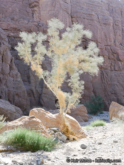 Sivun Psorothamnus spinosus (A. Gray) Barneby kuva