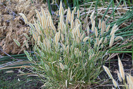 Image of Annual Beard-grass