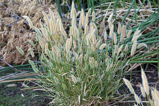 Image de Polypogon de Montpellier