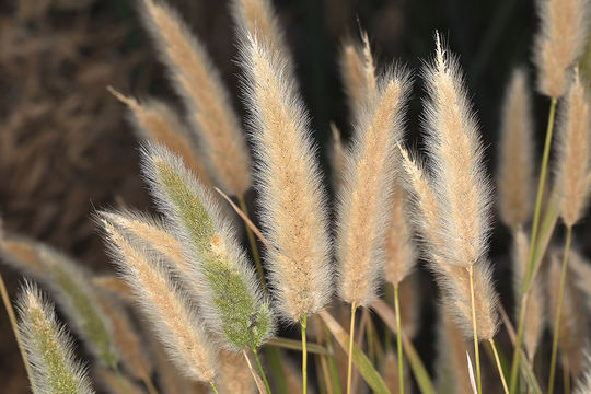 Image de Polypogon de Montpellier