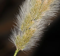 Plancia ëd Polypogon monspeliensis (L.) Desf.