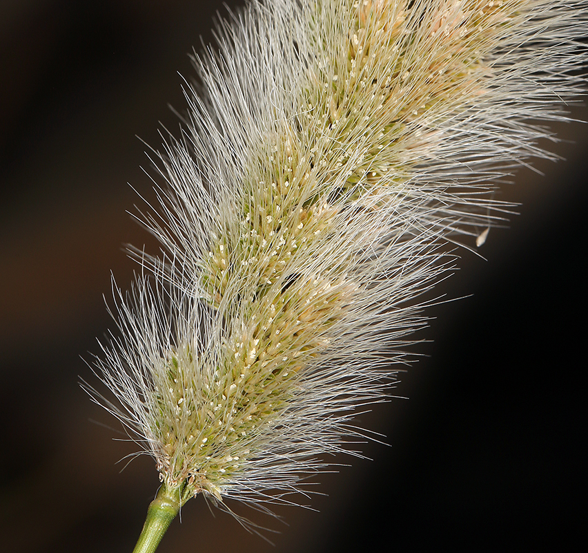 Image of Annual Beard-grass