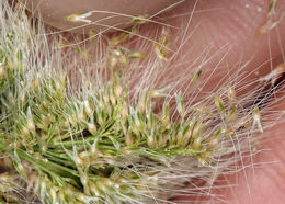 Image of Annual Beard-grass