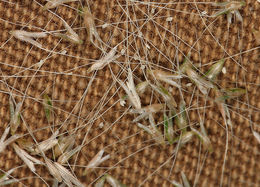 Image of Annual Beard-grass