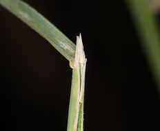 Image de Polypogon de Montpellier