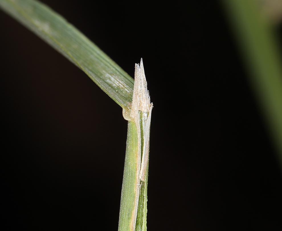 Plancia ëd Polypogon monspeliensis (L.) Desf.