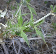 Image of lavender sage