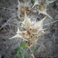 Image of lavender sage