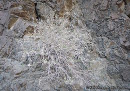 Image of lavender sage