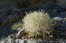 Image of lavender sage