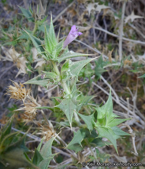 Image of lavender sage