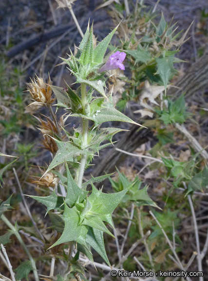 Image of lavender sage