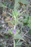 Image of lavender sage