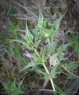 Image of lavender sage