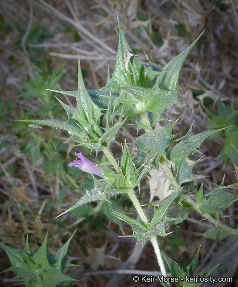 Image of lavender sage