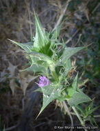 Image of lavender sage