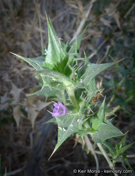 Image of lavender sage