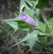 Image of lavender sage