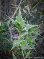 Image of lavender sage